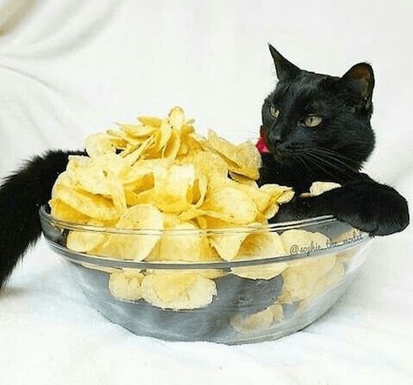 Can Cats Eat Tortilla Chips, Fritos, and Salt and Vinegar Chips